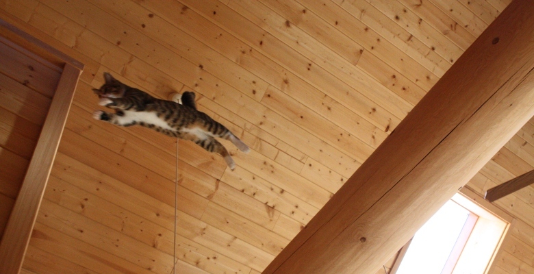 猫も飛ぶ丸太の住宅